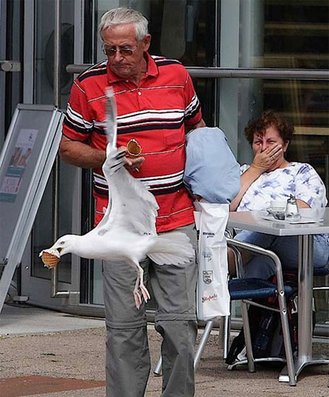 Kapkaççı dondurma sever Martılar galerisi resim 10