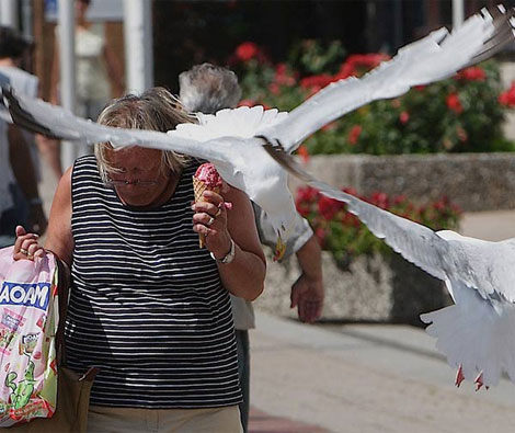 Kapkaççı dondurma sever Martılar galerisi resim 11