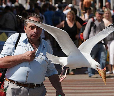 Kapkaççı dondurma sever Martılar galerisi resim 12