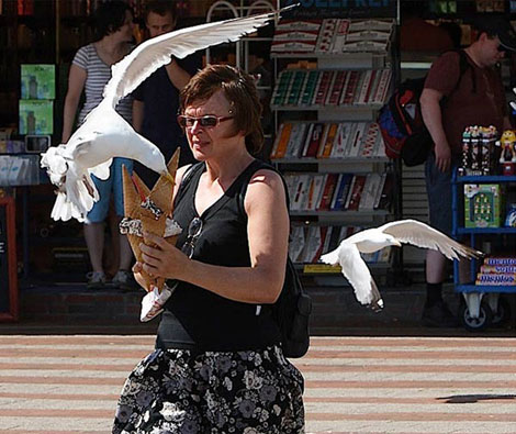 Kapkaççı dondurma sever Martılar galerisi resim 8