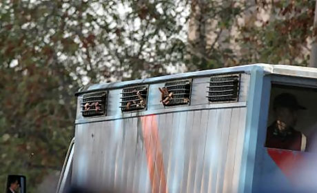 KCK Davası'na yoğun güvenlik önlemi galerisi resim 18