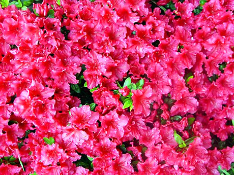 Şaban Dayanan'dan yaşamın renkleri galerisi resim 32