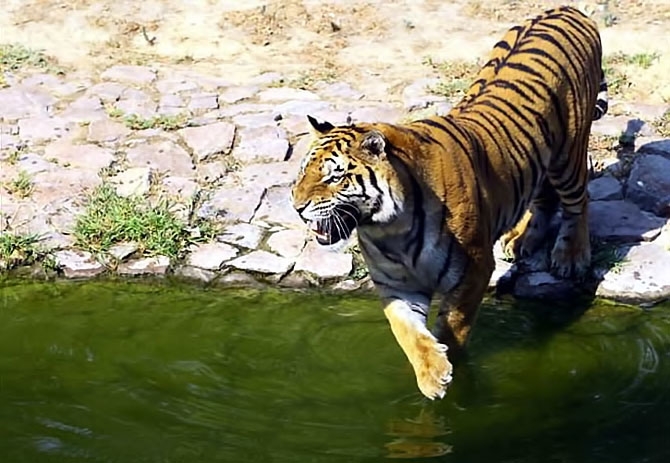 Bunalan hayvanlara yaz menüsü galerisi resim 13