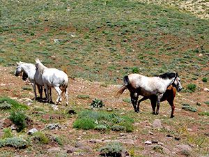 Fotoğraflarla Dersim'in göçerleri