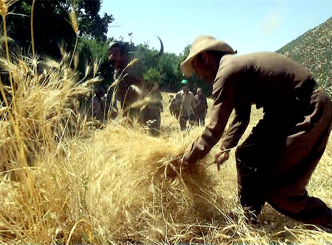 Kürdistan'da İmece kültürü böyle yaşatılıyor galerisi resim 1