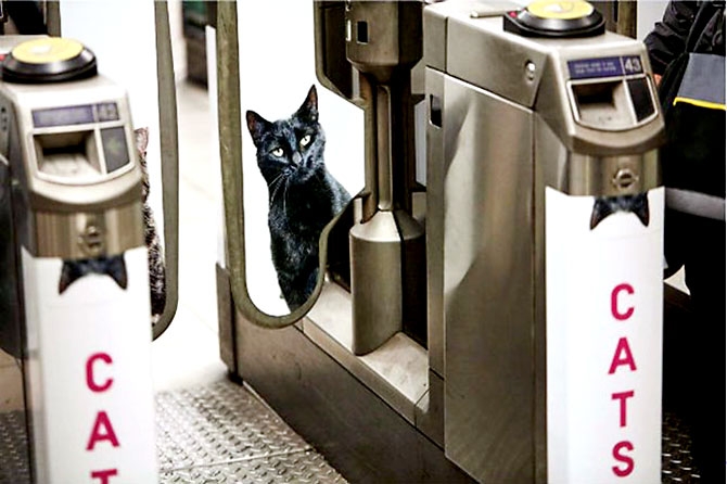 Londra metrosunu kediler bastı galerisi resim 10