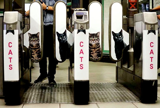 Londra metrosunu kediler bastı galerisi resim 12