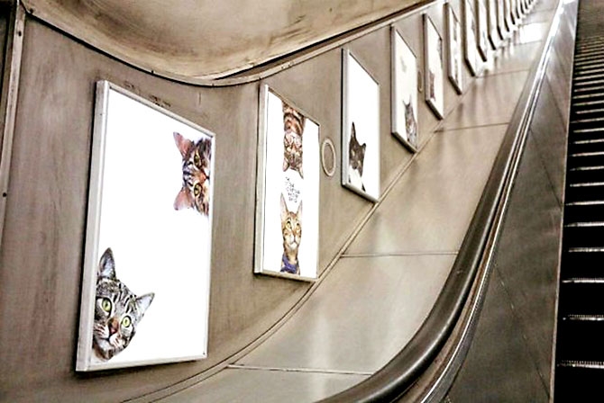 Londra metrosunu kediler bastı galerisi resim 14