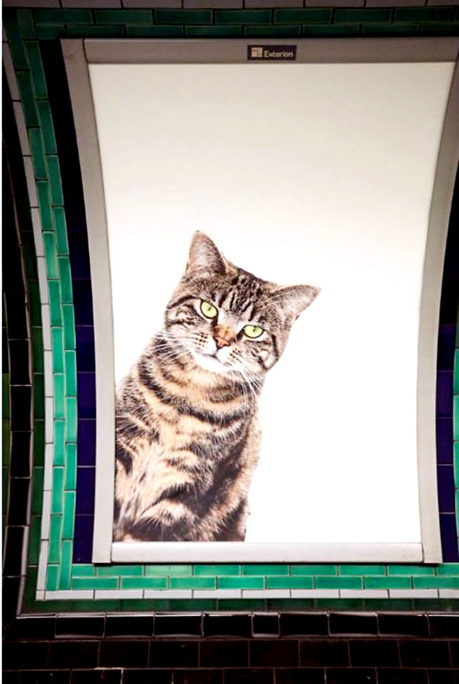 Londra metrosunu kediler bastı galerisi resim 15
