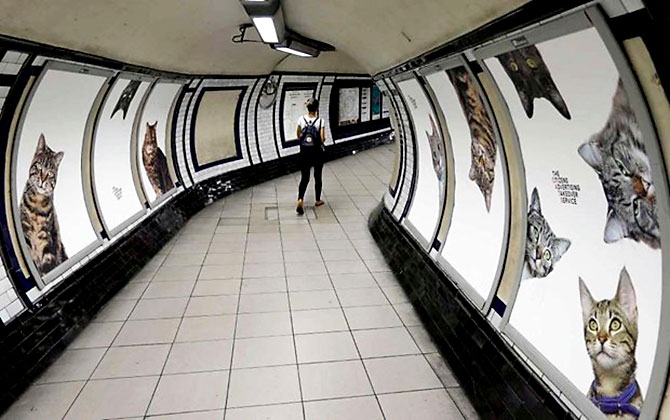 Londra metrosunu kediler bastı galerisi resim 2