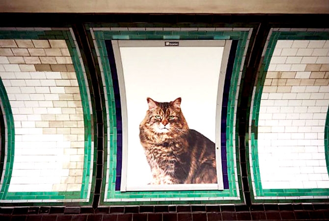 Londra metrosunu kediler bastı galerisi resim 5