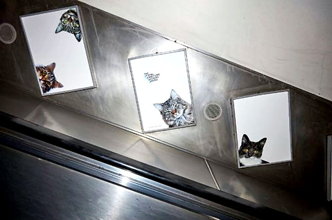 Londra metrosunu kediler bastı galerisi resim 7