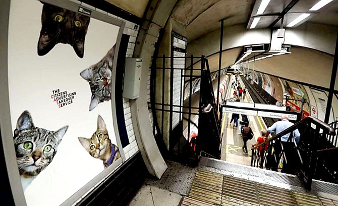 Londra metrosunu kediler bastı galerisi resim 8