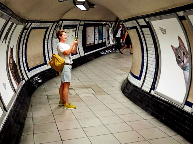 Londra metrosunu kediler bastı galerisi resim 9