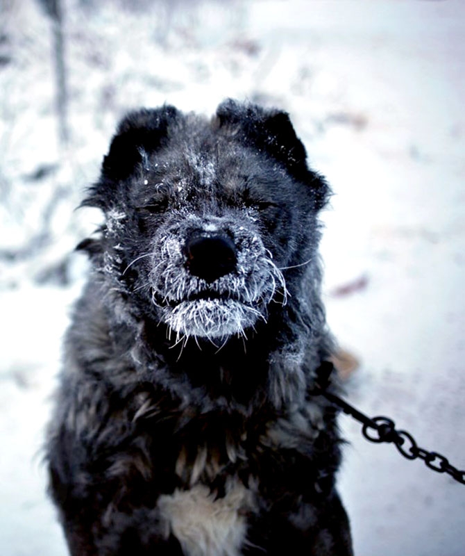 Dünyanın en soğuk şehri Yakutsk'da hayat galerisi resim 14