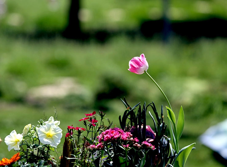 Süleymaniye’de 'doğa dostu' kermesi galerisi resim 4