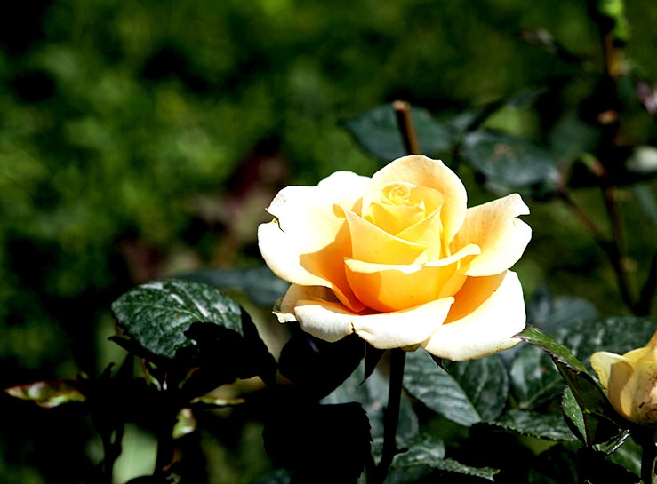 Süleymaniye’de 'doğa dostu' kermesi galerisi resim 5