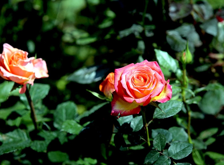 Süleymaniye’de 'doğa dostu' kermesi galerisi resim 6