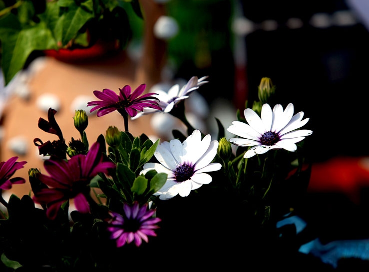 Süleymaniye’de 'doğa dostu' kermesi galerisi resim 7