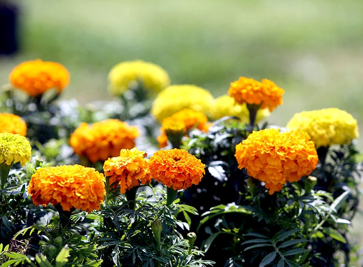 Süleymaniye’de 'doğa dostu' kermesi galerisi resim 8