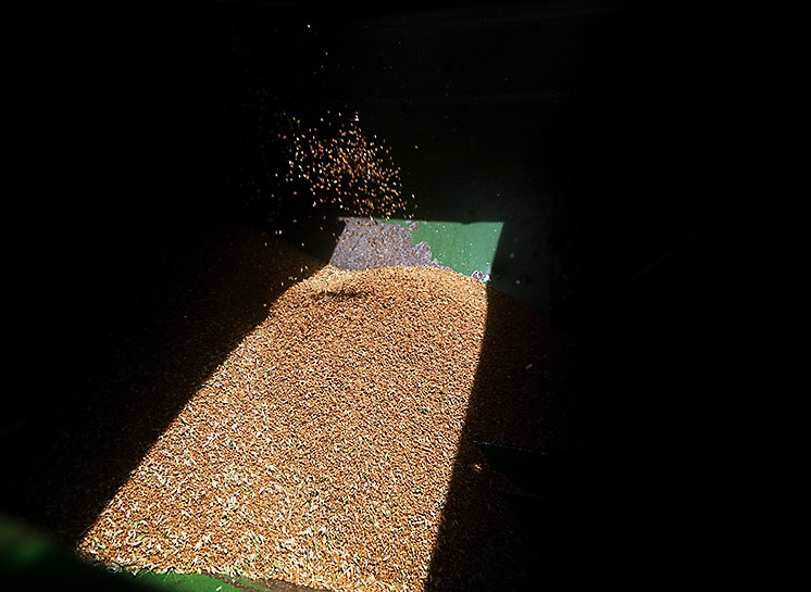 Kürdistan'da hasat dönemi galerisi resim 3