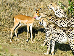 Çita ve Antilobun kıskandıran dostluğu!