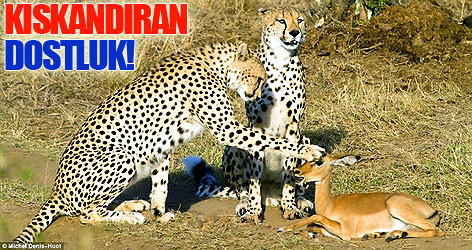 Çita ve Antilobun kıskandıran dostluğu!