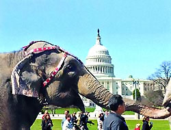 Filler ve Beyaz Saray