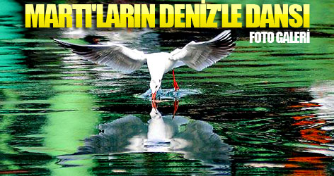 Martı'ların deniz'le dansı...