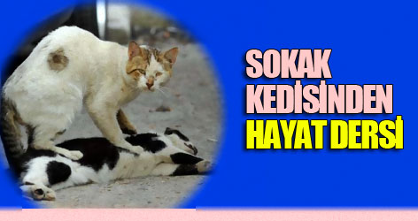 Sokak kedisinden hayat dersi
