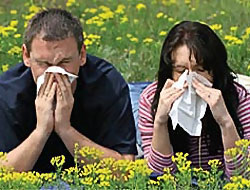 Gelelim Alerjinin Faydalarına