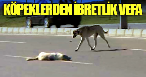 Köpeklerden ibretlik vefa