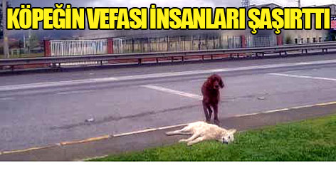 Köpeğin vefası insanları şaşırttı