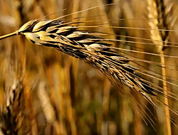 1 milyon ton buğday ithal edilecek