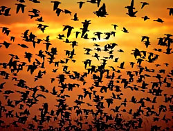 Ölü kuş vakası yayılıyor