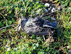 Bursa'ya gökten ölü kuş yağdı!