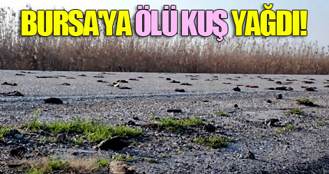 Bursa'ya gökten ölü kuş yağdı!