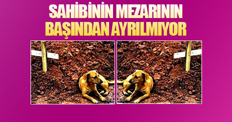 Sahibinin mezarının başından ayrılmıyor