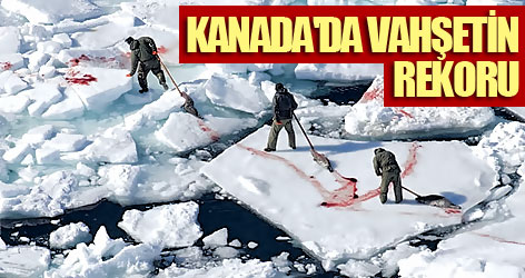 Kanada'da vahşetin rekoru kırıldı!