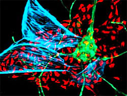 ABD'de kök hücre araştırması serbest