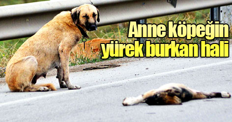 Anne köpeğin yürek burkan hali