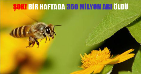 Arıların esrarengiz ölümü