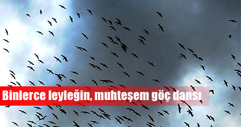Binlerce leyleğin, muhteşem göç dansı