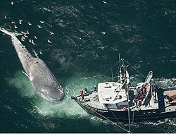 Dev balinanın trajik ölümü