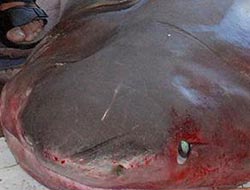 600 kiloluk köpek balığı yakalandı