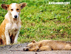 Hayvanlar ölülerinin ardından üzülür mü?