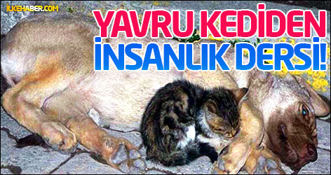 Yavru kediden insanlık dersi!