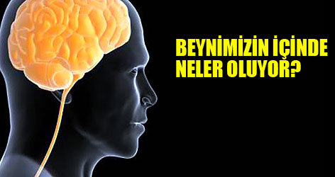 Beynimizin içinde neler oluyor?