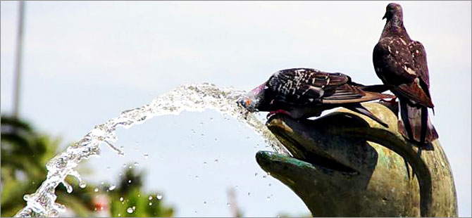 Avrupa aşırı sıcak havayla boğuşuyor