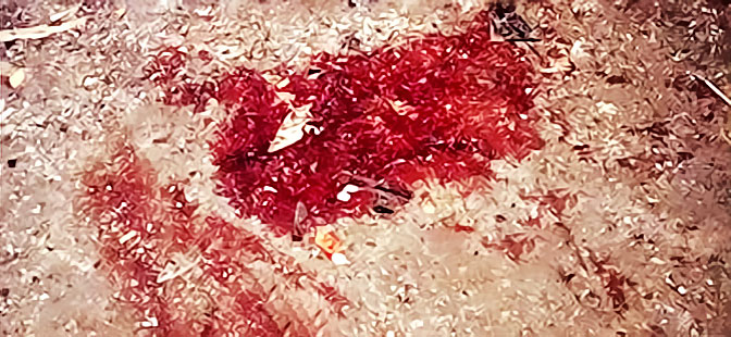 İntihar saldırısı: Kamışlı’da en az 30 kişi hayatını kaybetti